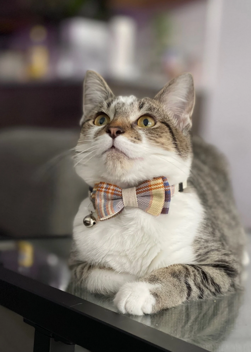 Bowtie Kitty Cat Collar Zolace Pets